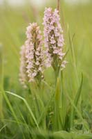 Dactylorhiza incarnata Bray-Dunes 120611 (72)