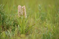 Dactylorhiza incarnata Bray-Dunes 120611 (85)