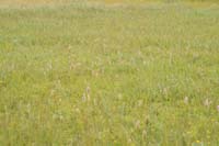 Dactylorhiza incarnata Bray-Dunes 120611 (87)
