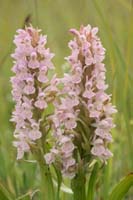 Dactylorhiza incarnata Bray-Dunes 120611 (88)