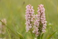 Dactylorhiza incarnata Bray-Dunes 120611 (89)