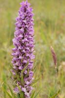 Dactylorhiza incarnata x praetermissa Bray-Dunes 120611 (107)