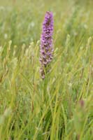 Dactylorhiza incarnata x praetermissa Bray-Dunes 120611 (97)