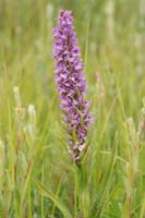 Dactylorhiza incarnata x praetermissa Bray-Dunes 120611 (98)