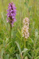 Dactylorhiza praetermissa & incarnata Bray-Dunes 120611 (70)