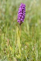 Dactylorhiza praetermissa Bray-Dunes 120611 (1)