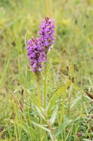 Dactylorhiza praetermissa Bray-Dunes 120611 (111)