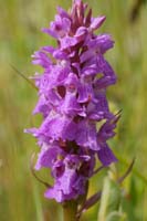 Dactylorhiza praetermissa Bray-Dunes 120611 (2)
