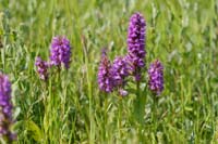 Dactylorhiza praetermissa Bray-Dunes 120611 (20)