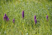 Dactylorhiza praetermissa Bray-Dunes 120611 (21)