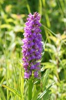 Dactylorhiza praetermissa Bray-Dunes 120611 (22)