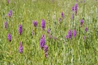 Dactylorhiza praetermissa Bray-Dunes 120611 (23)