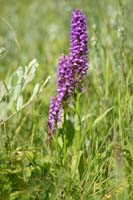 Dactylorhiza praetermissa Bray-Dunes 120611 (25)