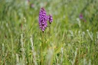Dactylorhiza praetermissa Bray-Dunes 120611 (26)