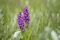 Dactylorhiza praetermissa Bray-Dunes 120611 (27)
