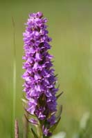 Dactylorhiza praetermissa Bray-Dunes 120611 (28)