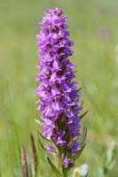 Dactylorhiza praetermissa Bray-Dunes 120611 (29)