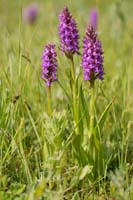 Dactylorhiza praetermissa Bray-Dunes 120611 (3)