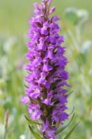 Dactylorhiza praetermissa Bray-Dunes 120611 (30)