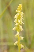 Herminium monorchis Bray-Dunes 120611 (110)