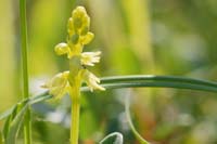 Herminium monorchis Bray-Dunes 120611 (16)