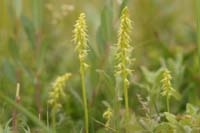 Herminium monorchis Bray-Dunes 120611 (59)