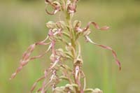 Himantoglossum hircinum Bray-Dunes 120611 (152)
