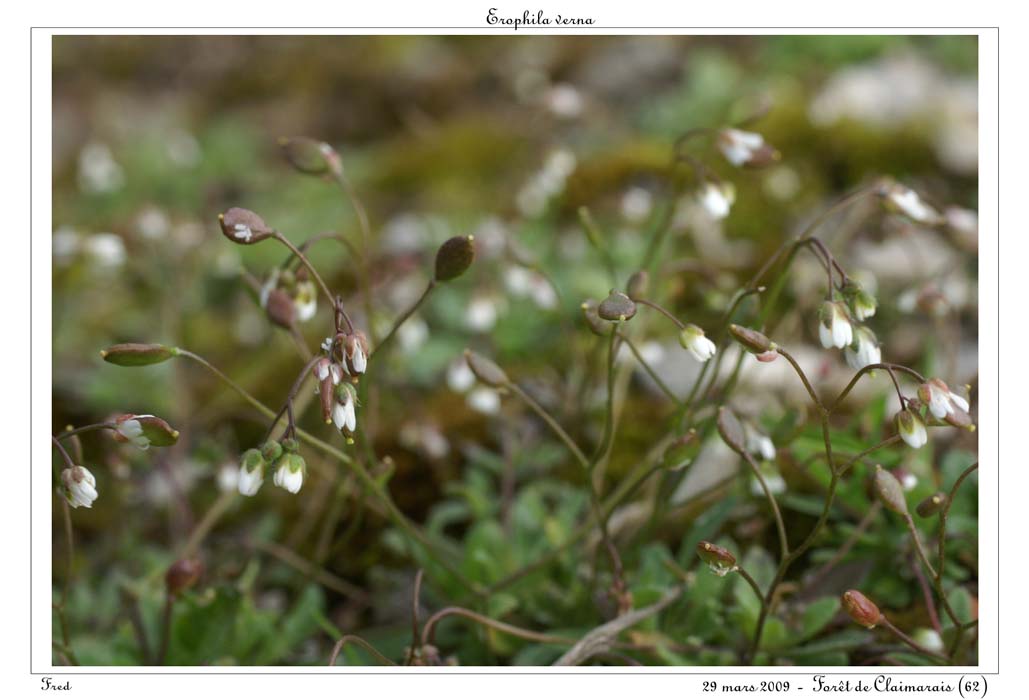 Erophila verna