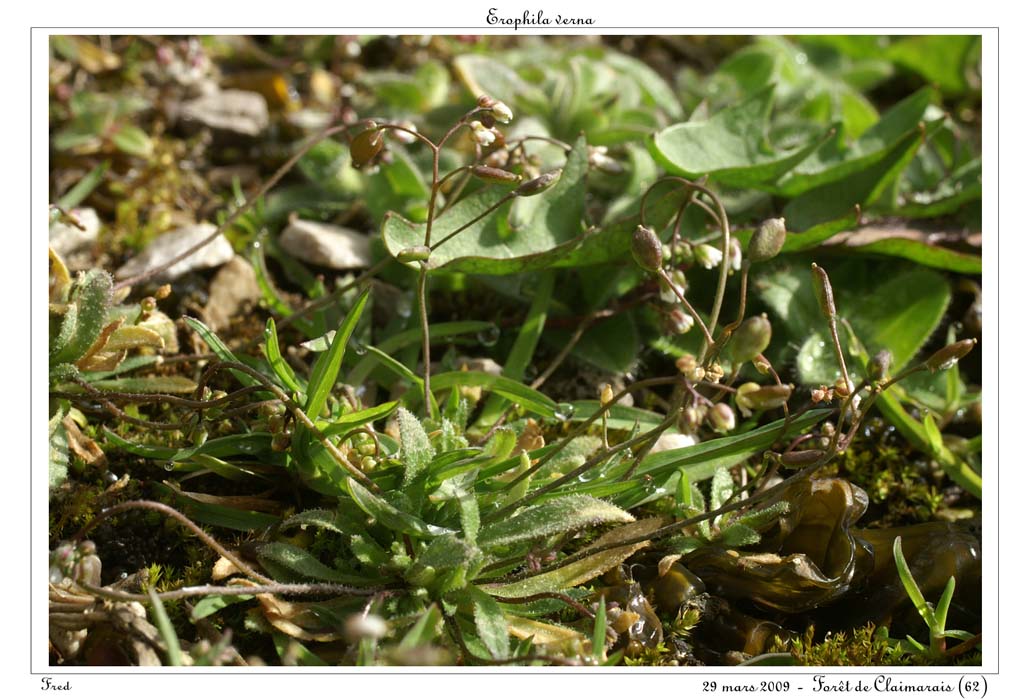 Erophila verna2