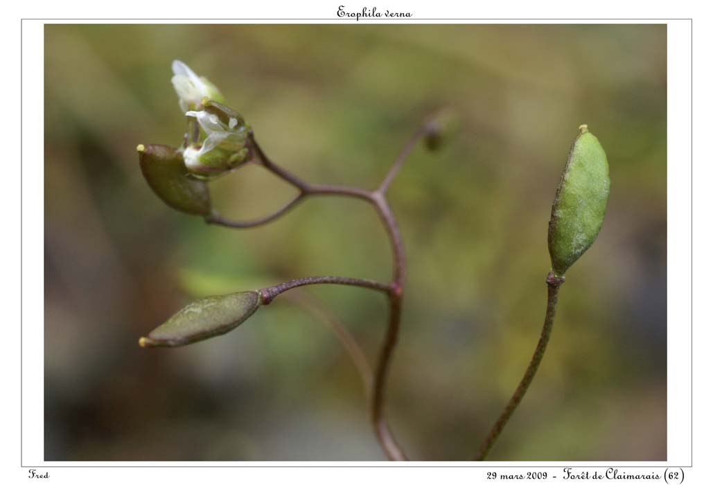 Erophila verna3