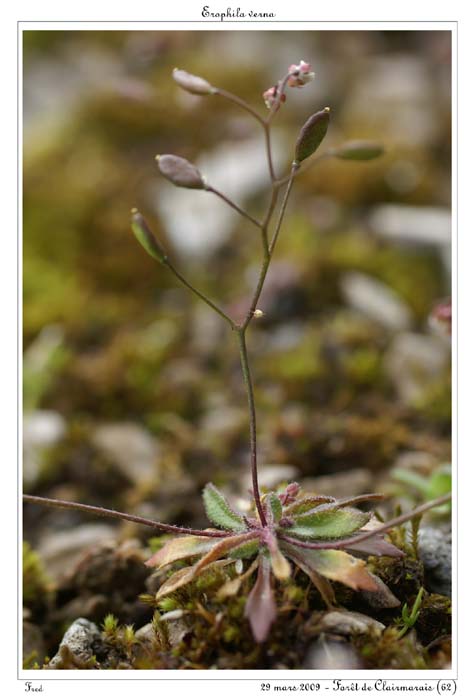 Erophila verna5