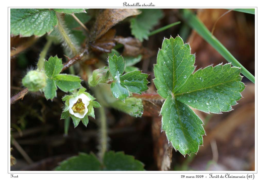 Potentilla sterilis