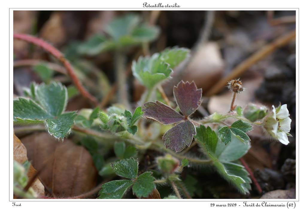 Potentilla sterilis2