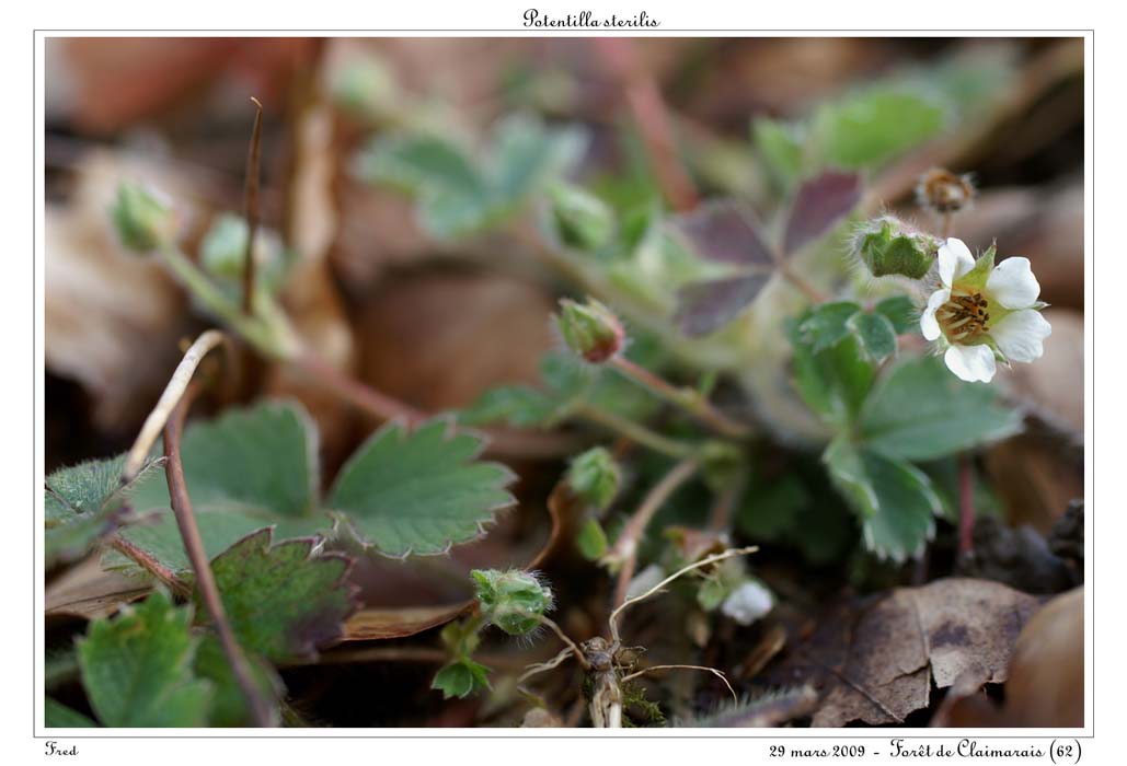 Potentilla sterilis3