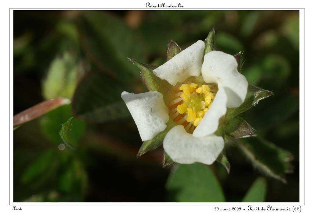 Potentilla sterilis4