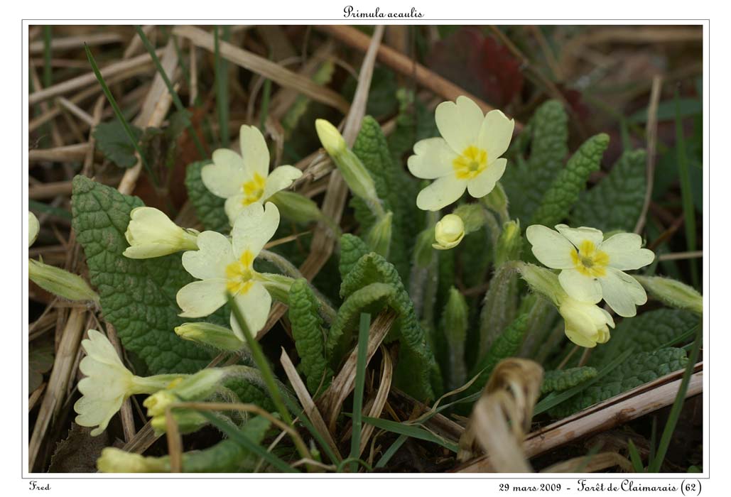 Primula acaulis10