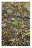 Erophila verna6