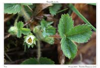 Potentilla sterilis