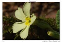 Primula acaulis11