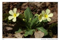 Primula acaulis2