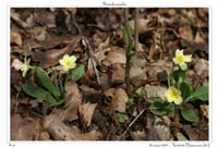 Primula acaulis4