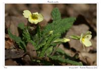 Primula acaulis5