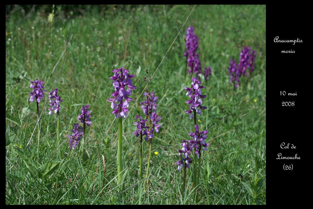 Anacamptis morio3