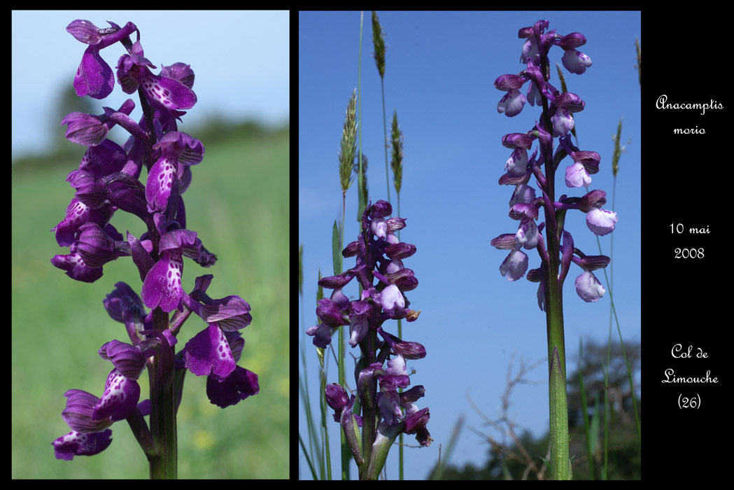 Anacamptis morio4