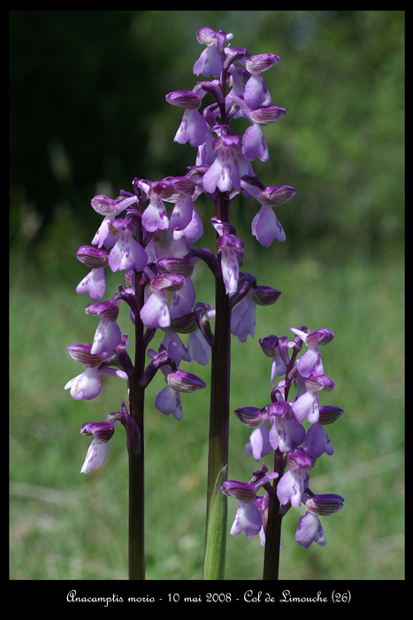 Anacamptis morio5