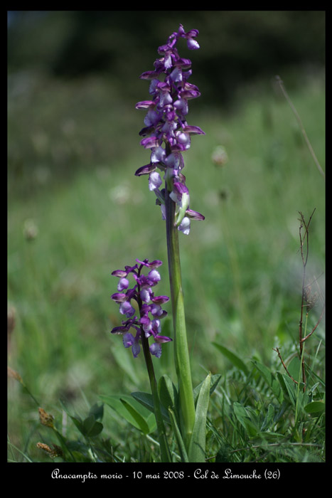 Anacamptis morio6