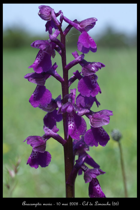 Anacamptis morio8