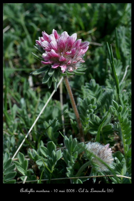 Anthyllis montana