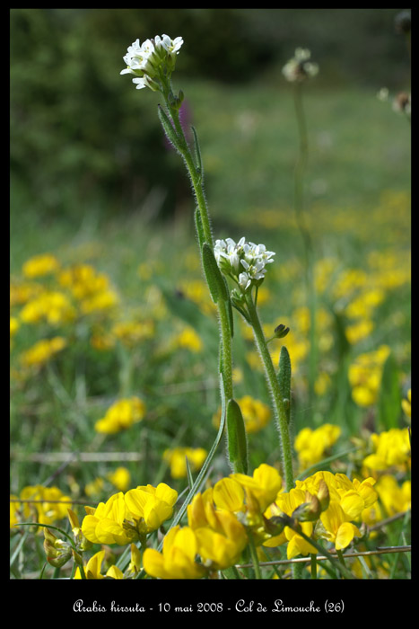 Arabis hirsuta