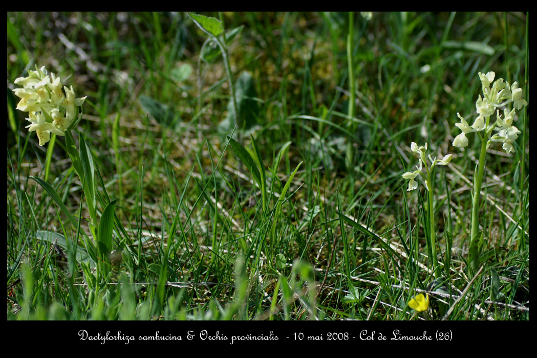 Dactylorhiza sambucina & Orchis povincialis